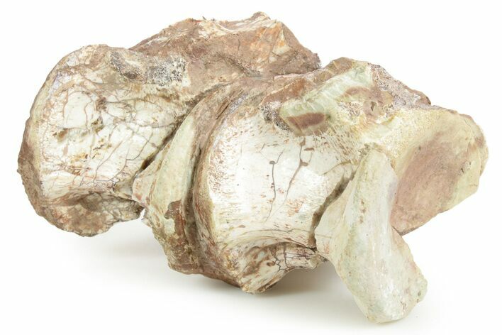 Articulated Triassic Phytosaur Vertebrae Fossils - New Mexico #367574